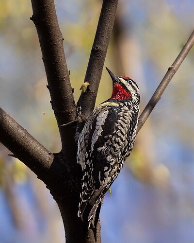 Yellow-bellied Sapsucker-NPN.jpg