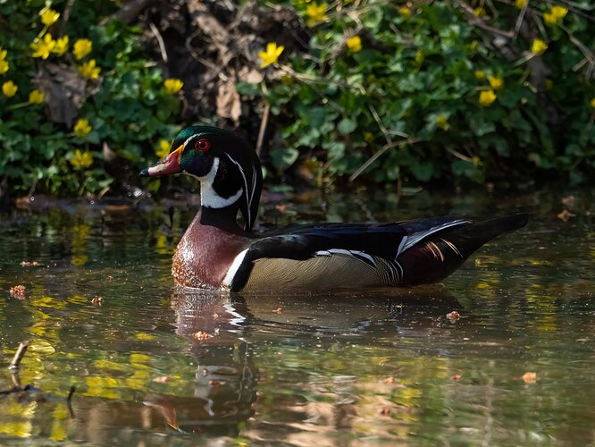 Wood duck