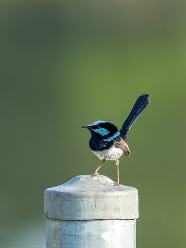 Superb fairywren