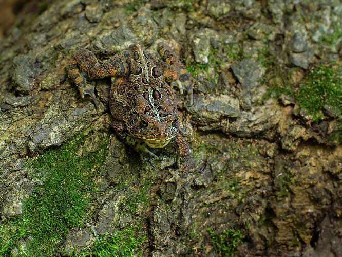 Toad on the move