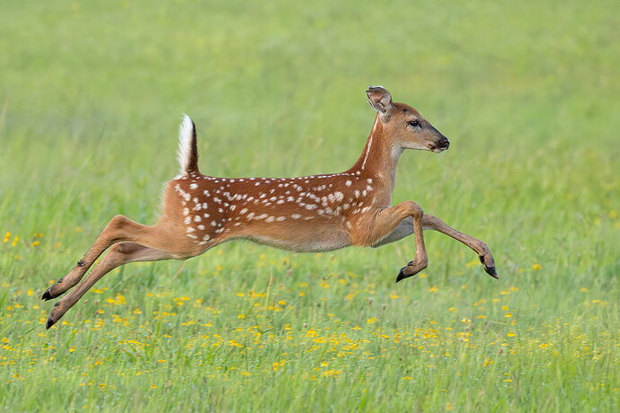 Original - White-tailed deer 37.jpg