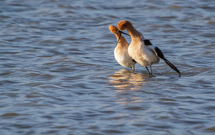 Avocet Amore