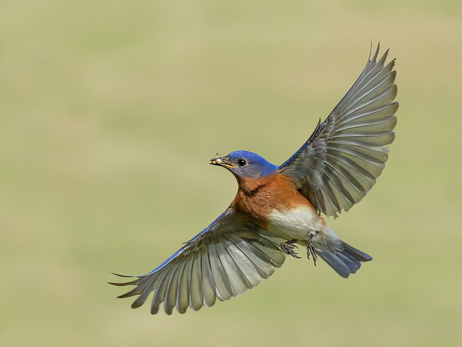 Eastern Bluebird 26.jpg