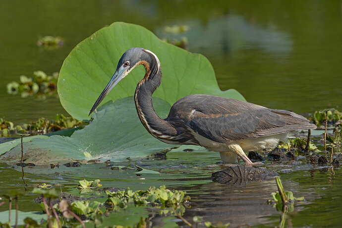 Tri-colored Heron 5.jpg