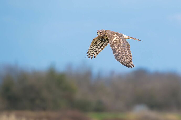 20250113-0567-NEF-DxO_DeepPRIME XD2.jpg