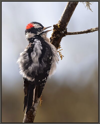 Downy Woodpecker-NPN.jpg