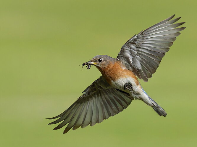 Eastern Bluebird