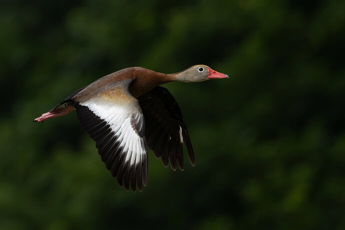 Black-bellied Whistling Duck 3