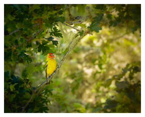 Revision 1 - Western Tanager-3-NPN.jpg