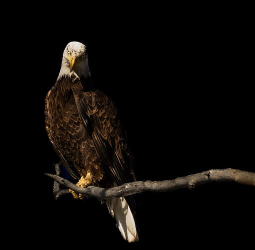 Bird- NPP Bald Eagle.jpg