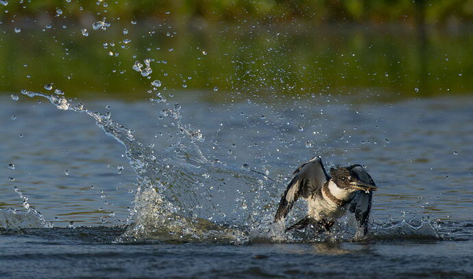 Belted Kingfisher 96