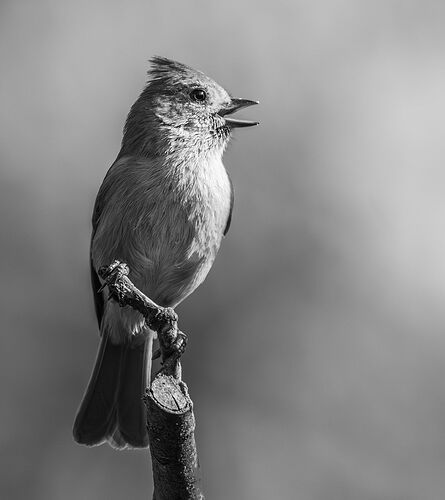 TITMOUSE.jpg