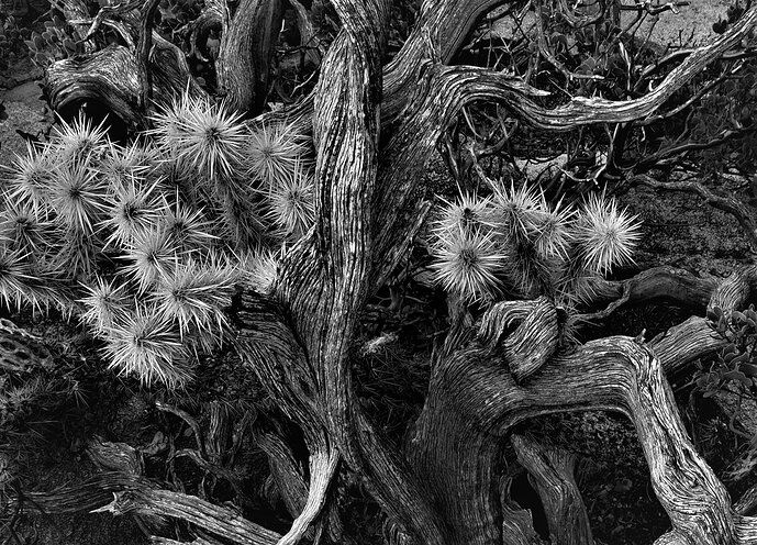 Cholla with Manzanita, Joshua Tree NP_KD edit suggestion