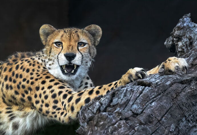 The Cheeta Stares Back.jpg