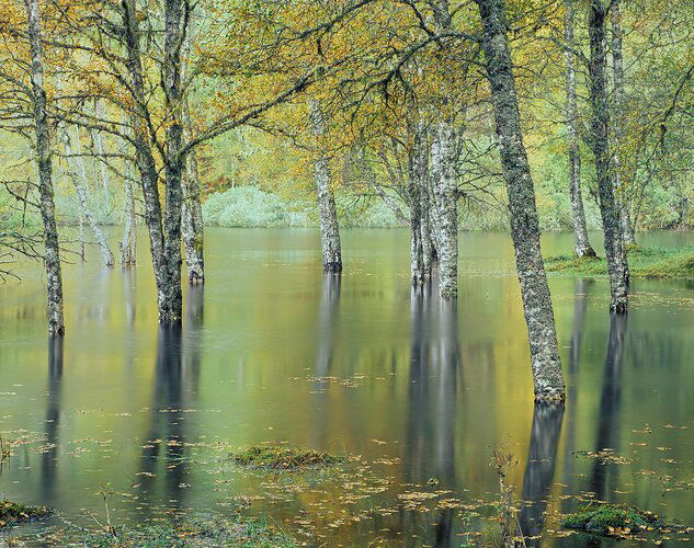 Rain-Forest-Glen-Affric-ntl