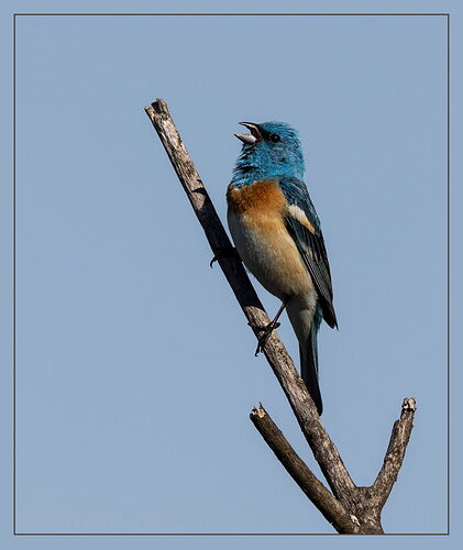 Lazuli Bunting-NPN.jpg