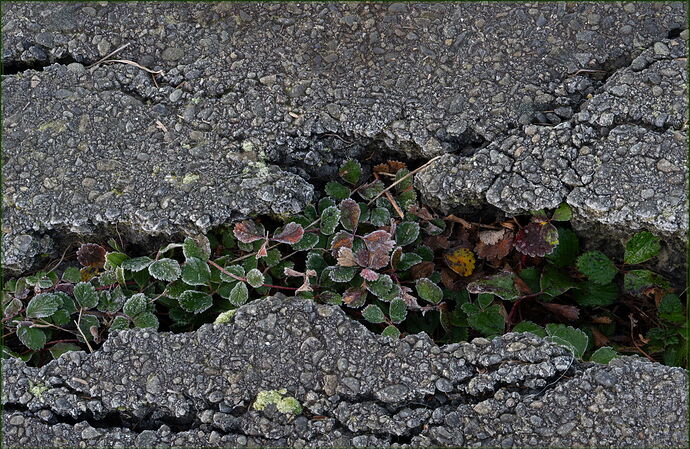 -20260125-_7R53094-Forks-DxO_DeepPRIME 3-Edit.jpg