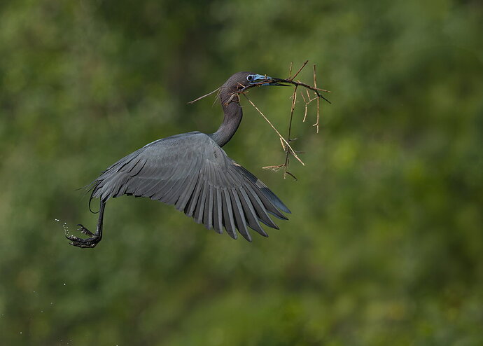 Little Blue Heron 24.jpg