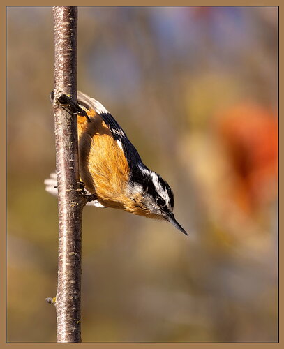 Allen B - Red-breasted Nuthatch-NPN - AS