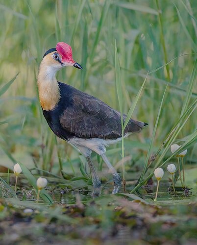 Comb-crested Jacana