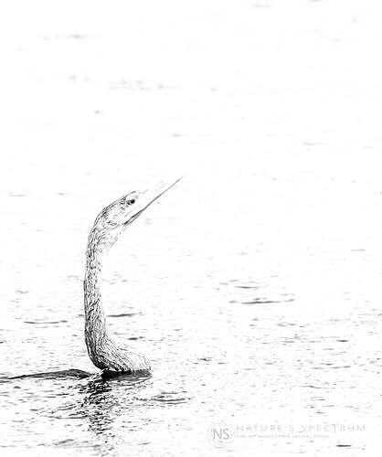Original - 00886-R3-240611_WM1600_BW_Web.jpg
