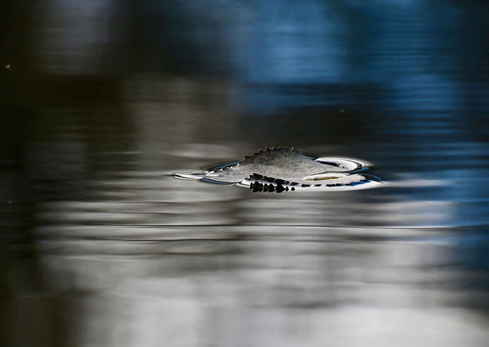 Leaf on water, October.jpg