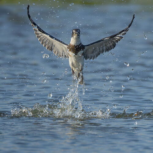 Belted Kingfisher 99