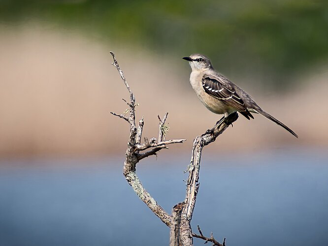 Northern Mockingbird v2