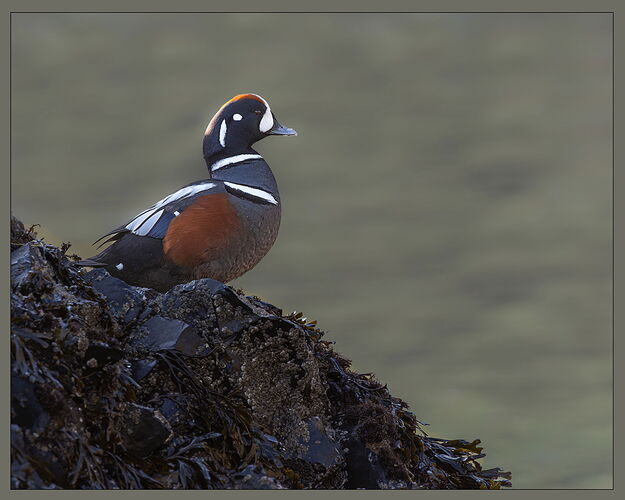 Harlequin Duck-NPN.jpg