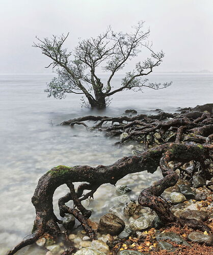 Back-To-My-Roots-ntl.jpg