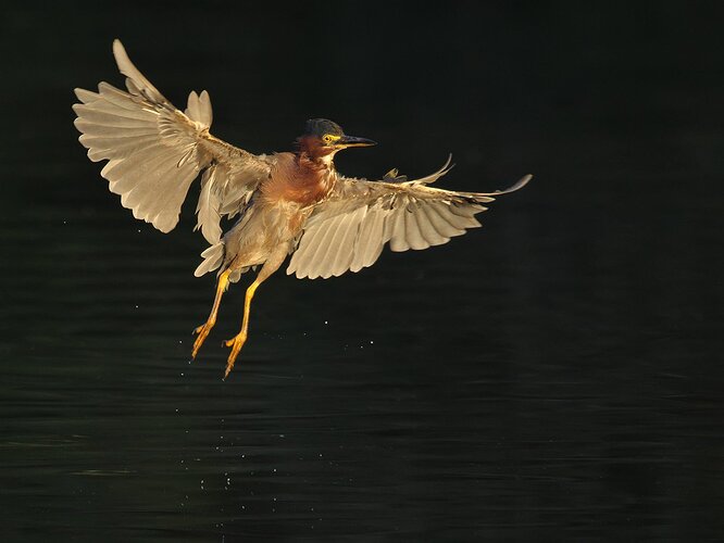 Green Heron