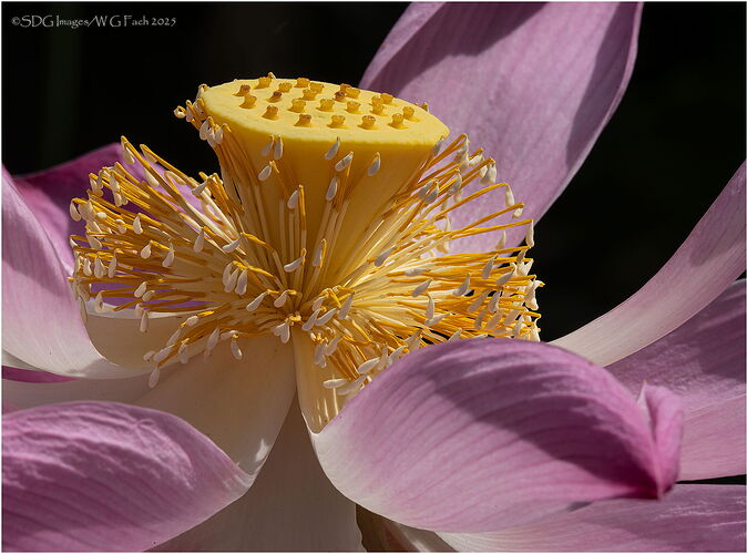Still-Dreaming-53766A7r3-25.jpg