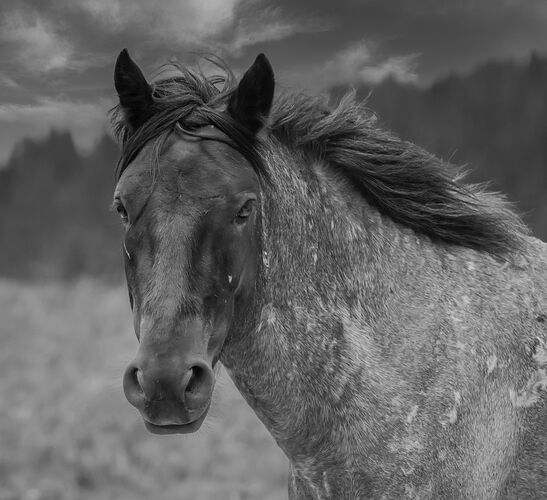Dappled Grey B&W