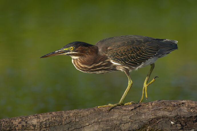 Green Heron 88.jpg