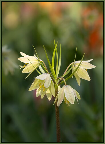 Flower1-NPN.jpg