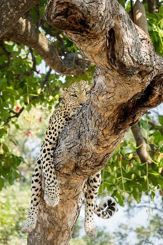 Leopard Asleep In Tree .jpg