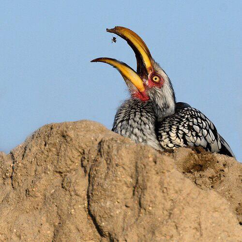 One Less Termite-RSandor_2019_07_10_0824