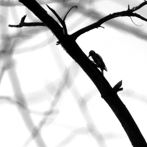 Square_Diggs_specht_P3050082-monochrome