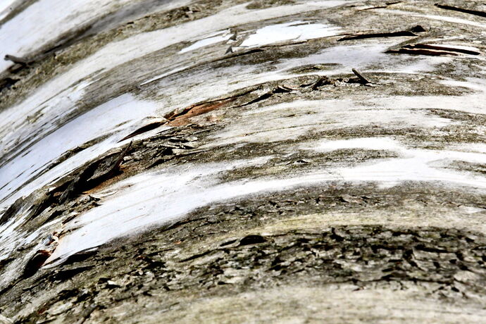 Birch bark, December.jpg