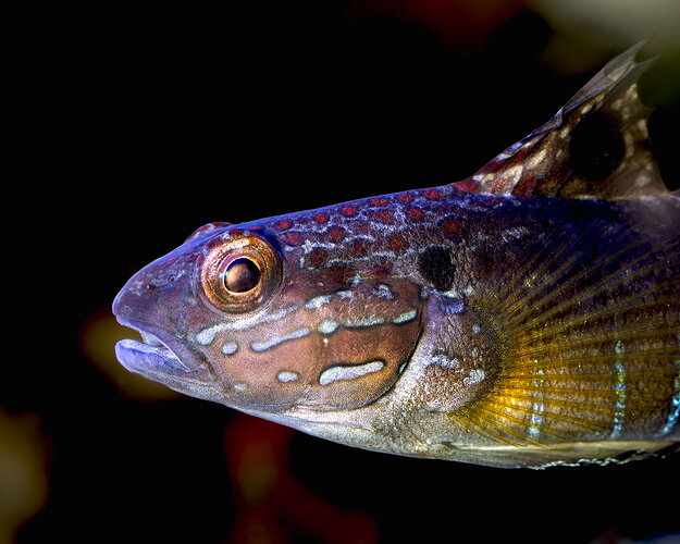Original - BarredDragonGoby.jpg