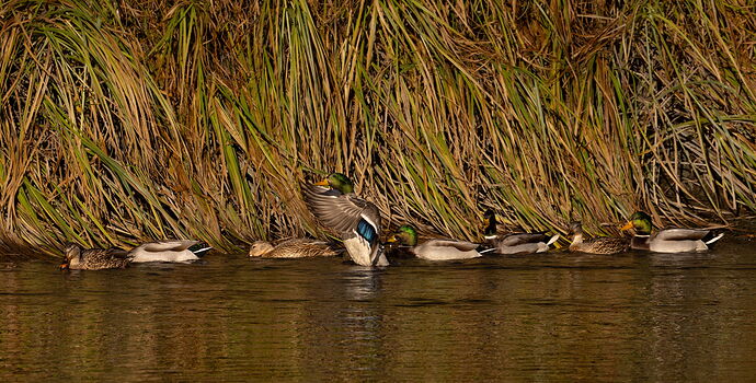 Mallards-NPN-Crop2