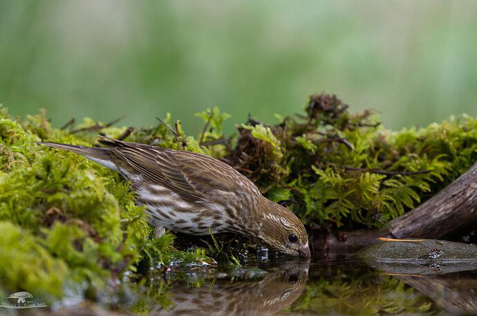 Female Purple Finch