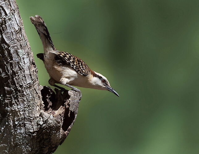 cr wren a sharp green bg.jpg