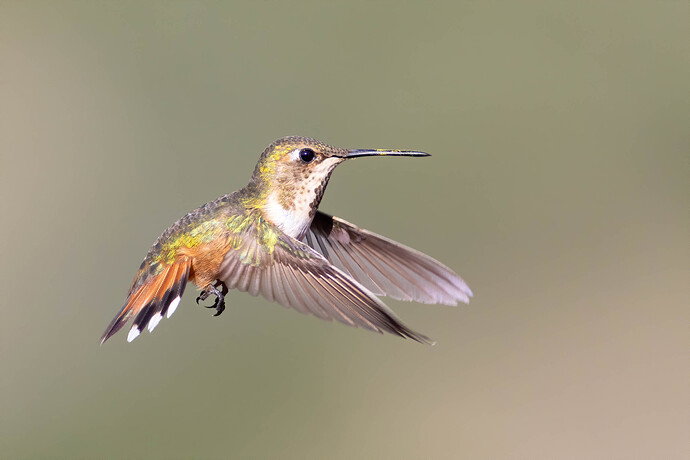 Hummingbird Rufuses Immature Male Rufus Hummingbird - Image Critiques - Nature ...
