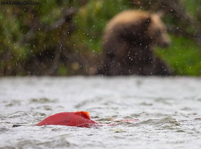 Original - salmonsockeye0826alaska27.jpg