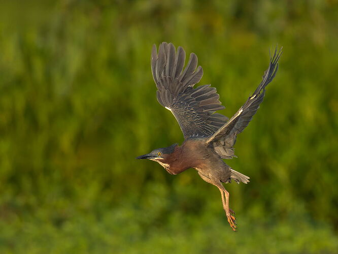 Green Heron 76.jpg