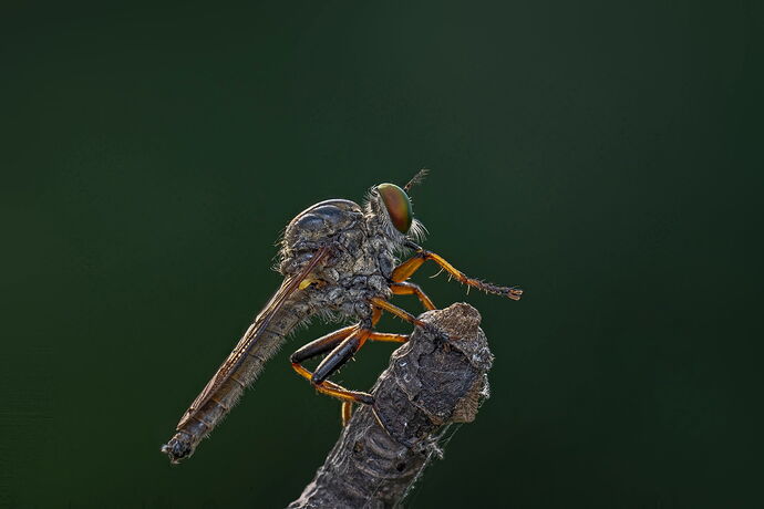 Asilidae.jpg