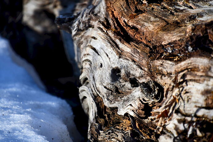 Decaying wood, March.jpg