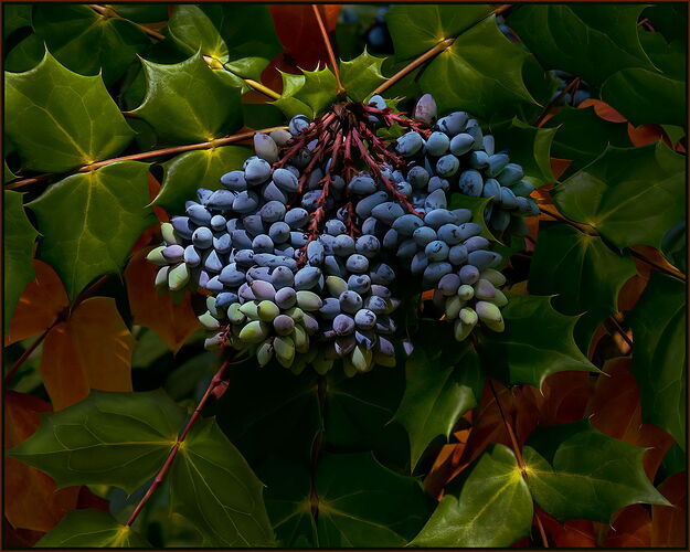 _DSC6033-Edit - Edit -Oregon Grape Holly - Edit of bright area at five o clock as suggested by Kris Smith on NPN