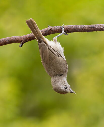Titmouse.jpg